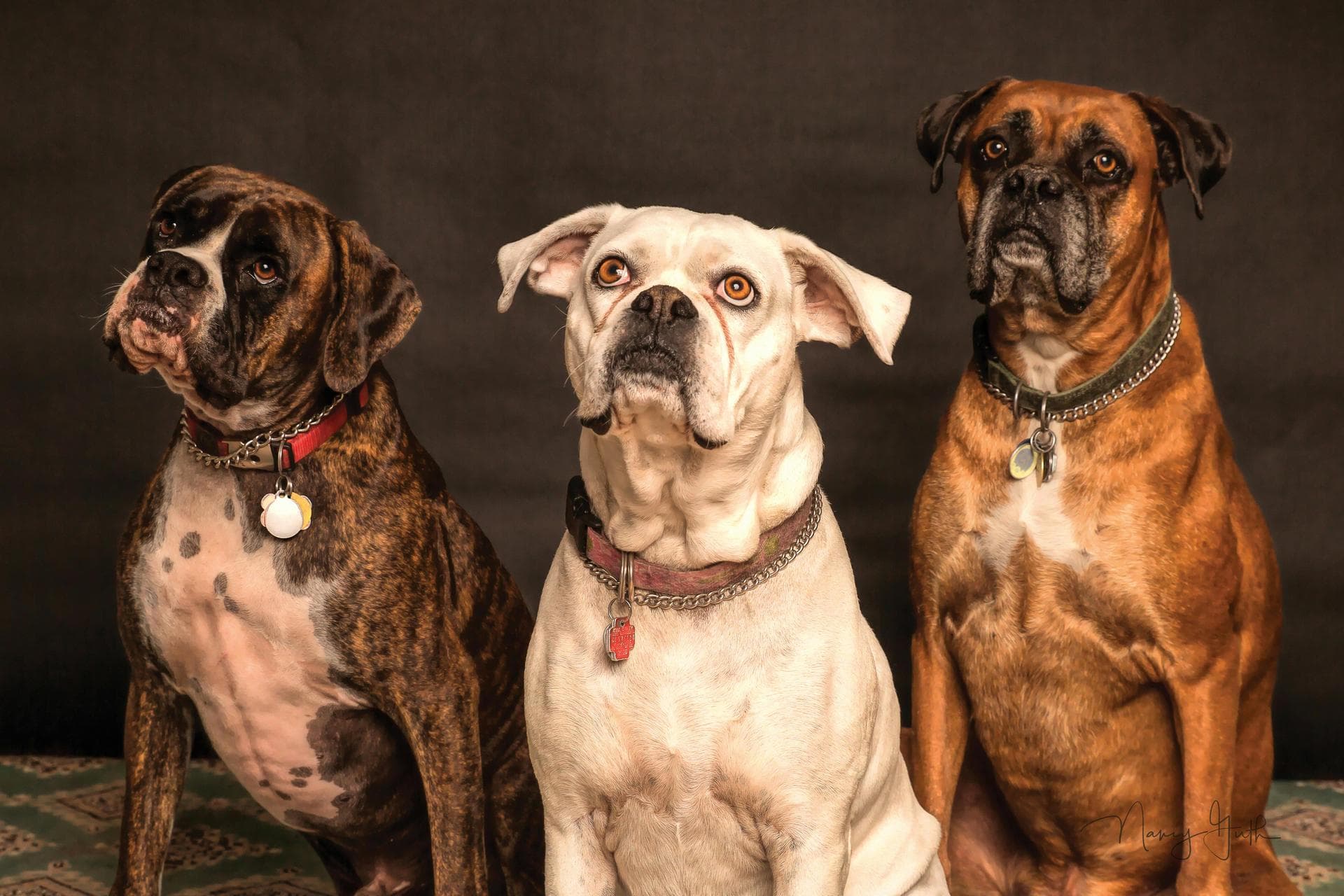 Best Vets in Bromley