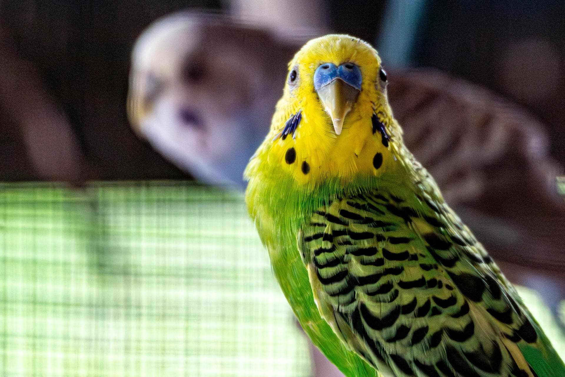 Best Vets in Bromley